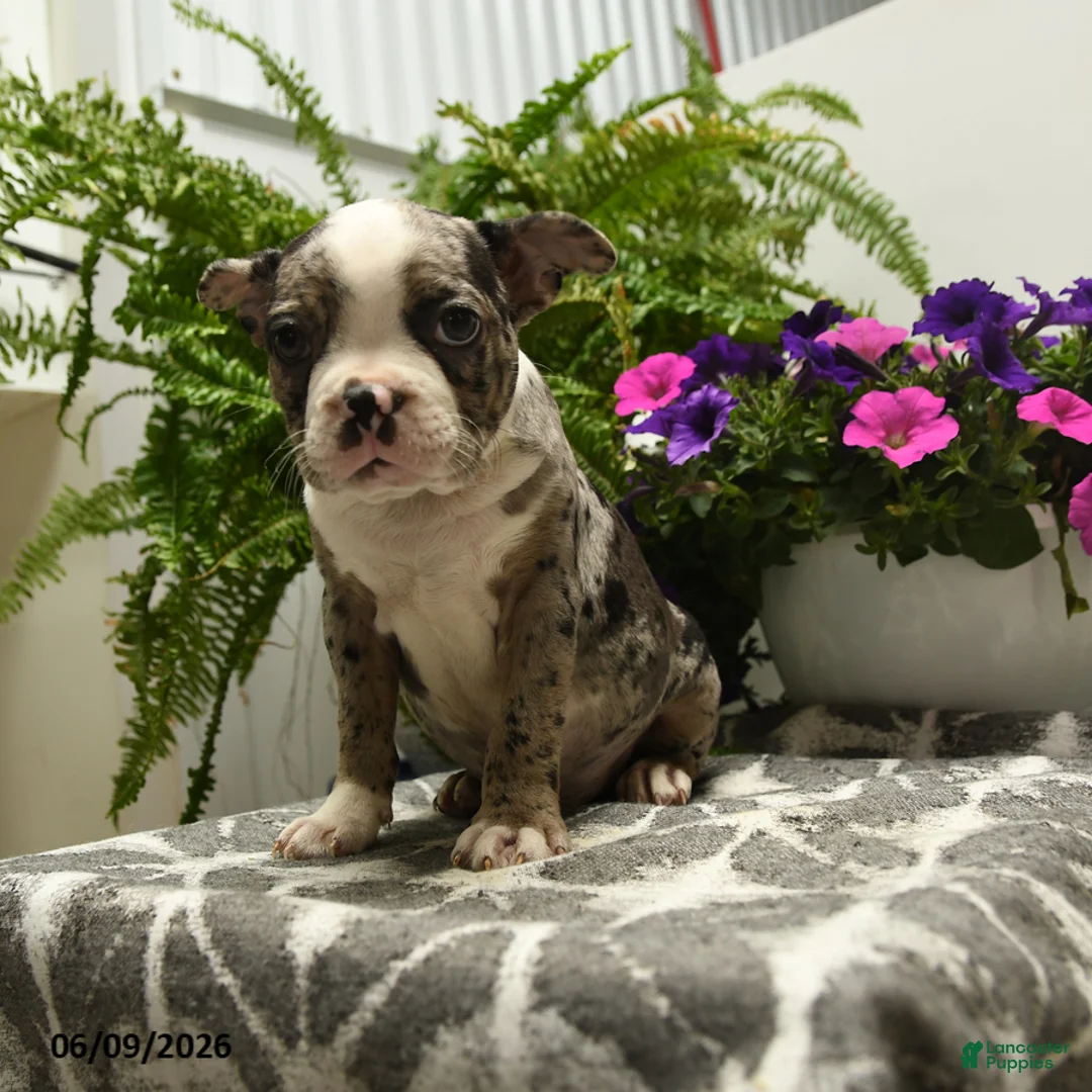 Boston Terrier dogs for sale: Norman - Ad 2