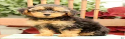 Morkie dogs for sale: Delaney - Ad 5