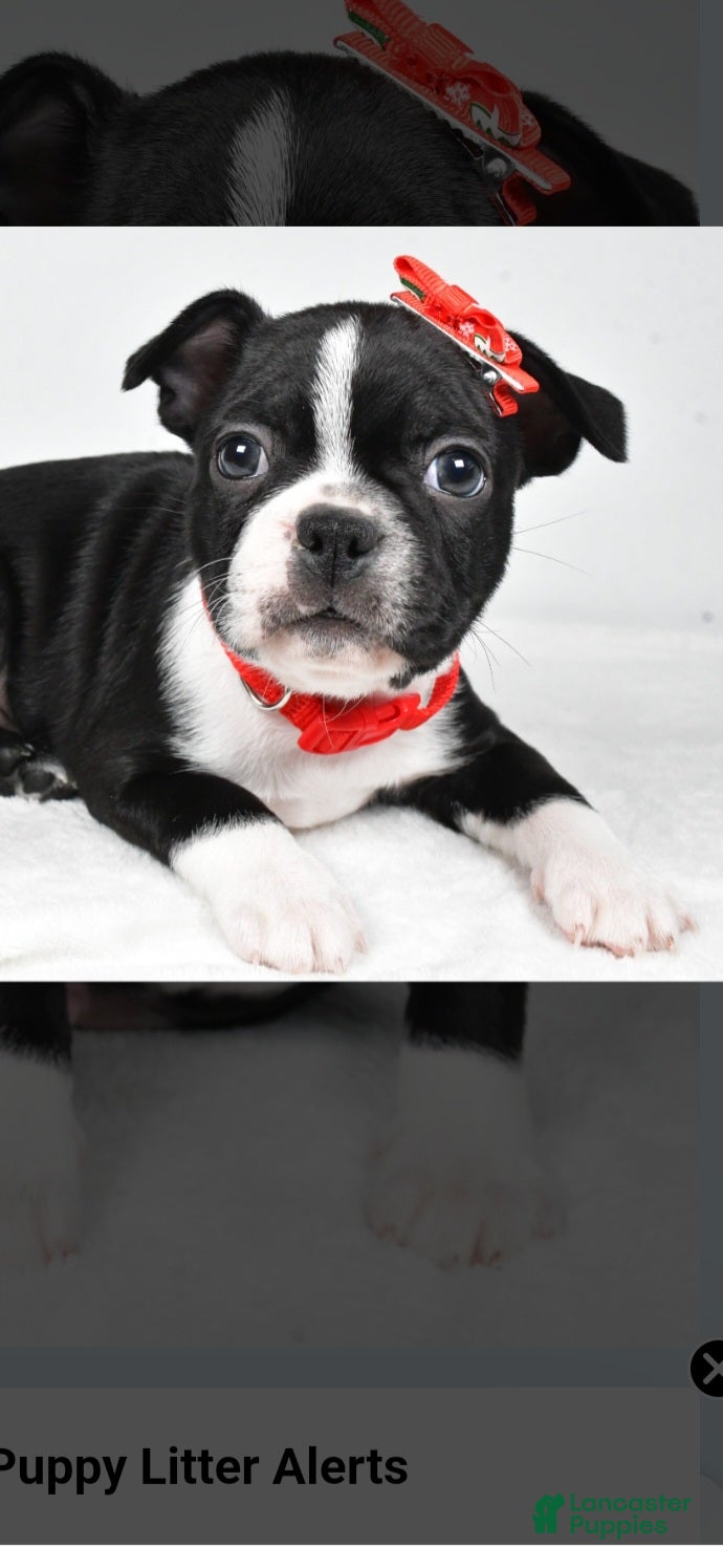 Boston Terrier dogs Gunner - Ad 2