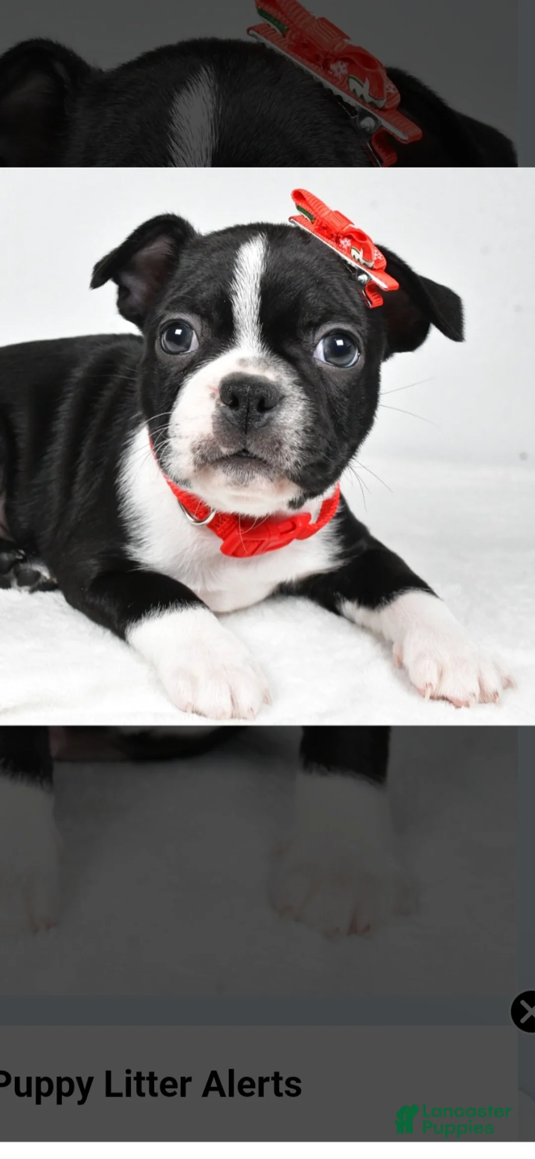 Boston Terrier dogs for sale: Gunner - Ad 1