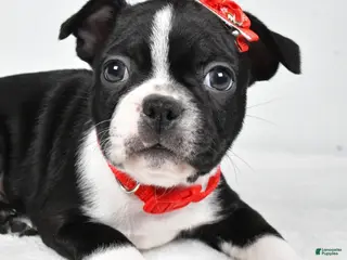 Boston Terrier dogs Gunner - Ad 2