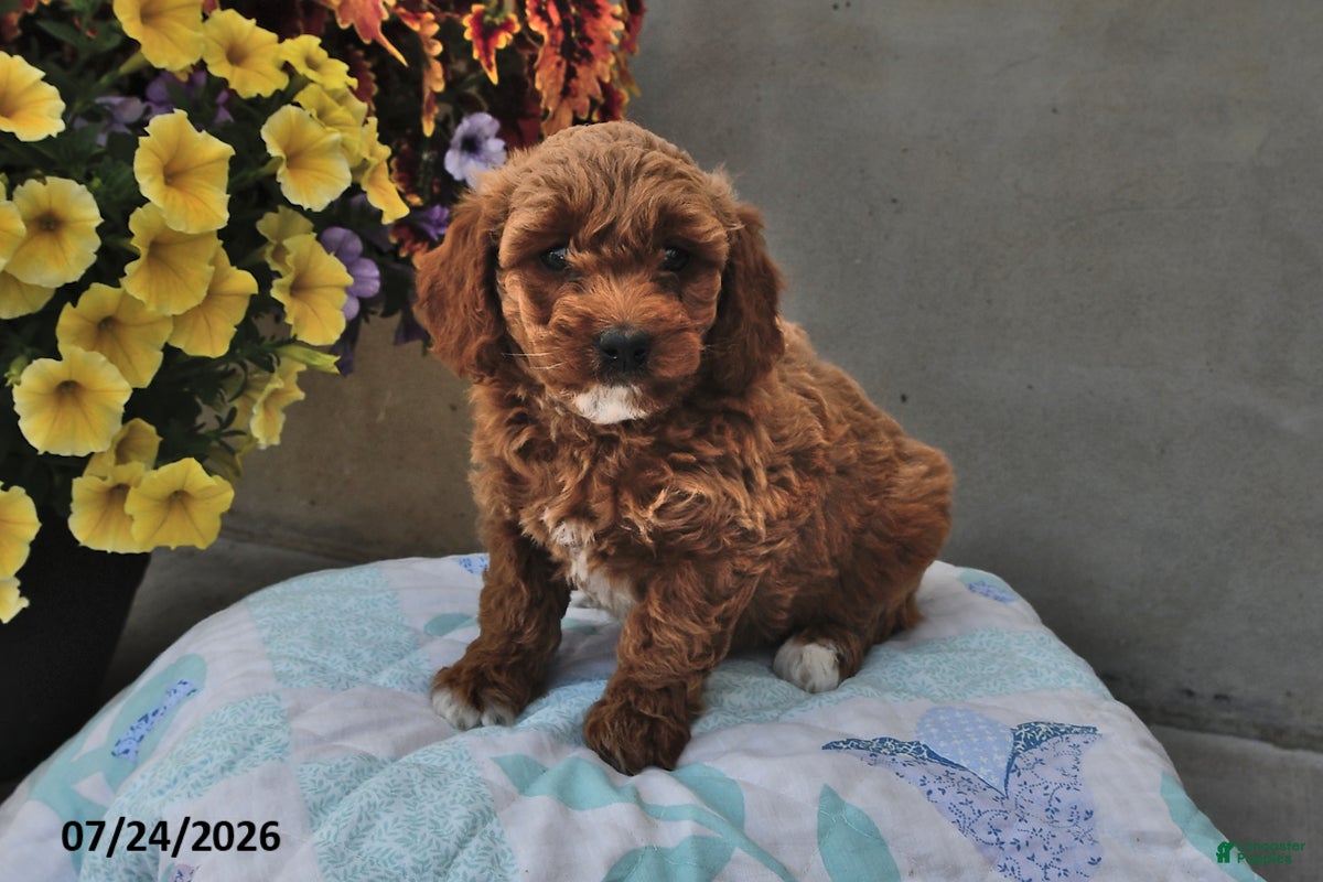 Cavapoo dogs Dora - Ad 2