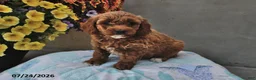 Cavapoo dogs for sale: Dora - Ad 2