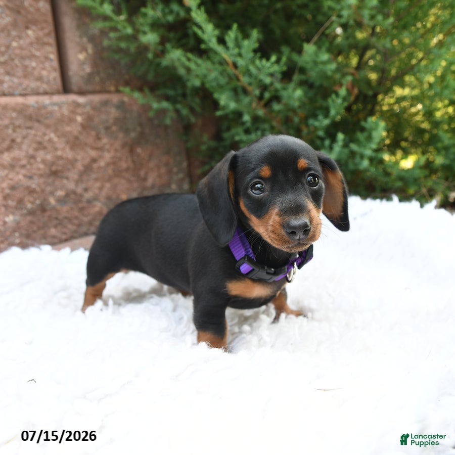 Miniature Dachshund dogs Bonnie - Ad 2
