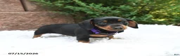 Miniature Dachshund dogs for sale: Bonnie - Ad 2