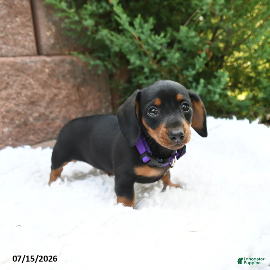 Miniature Dachshund dogs for sale: Bonnie - Ad 2
