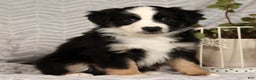 Miniature Australian Shepherd dogs for sale: Jane - Ad 1