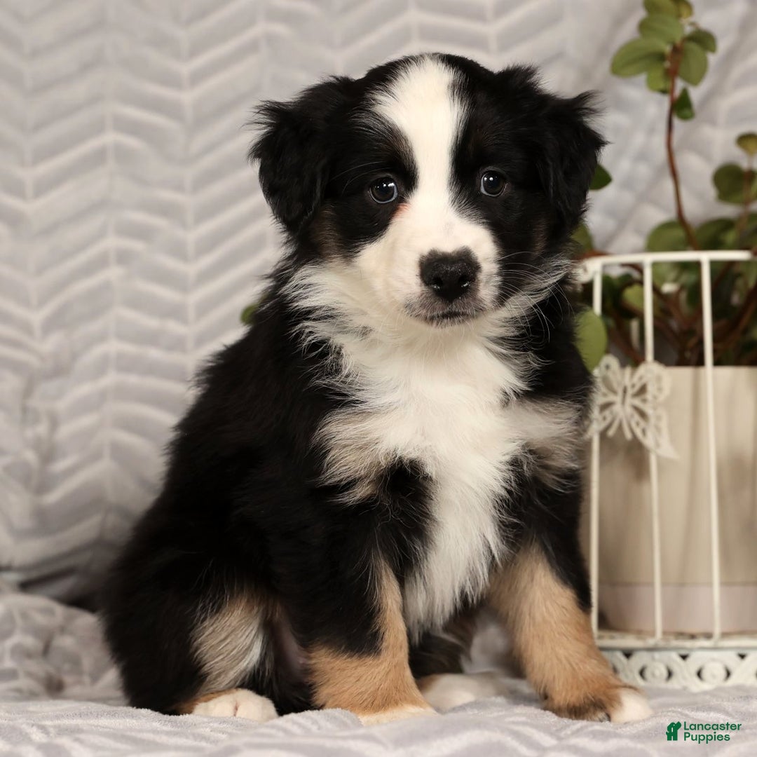 Miniature Australian Shepherd dogs for sale: Jane - Ad 1