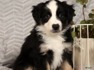 Miniature Australian Shepherd dogs Jane - Ad 36