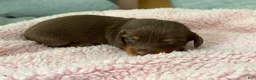 Miniature Dachshund dogs for sale: Champion bred long coat female - Ad 4