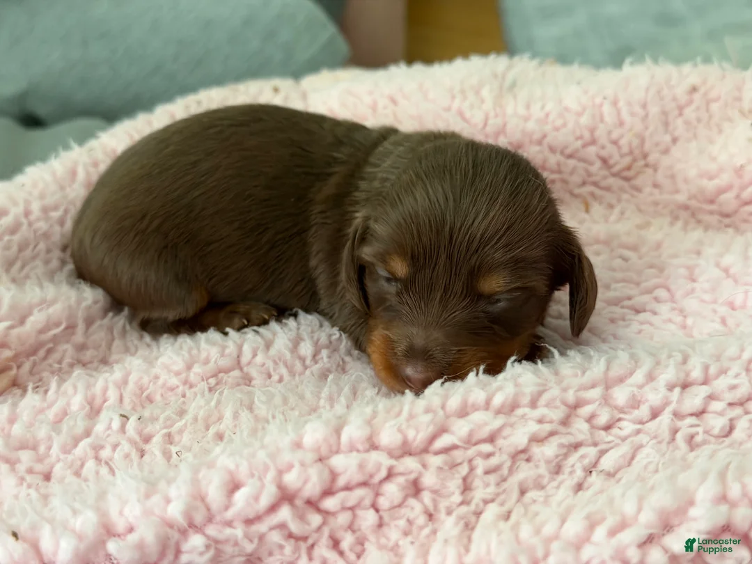 Miniature Dachshund dogs for sale: Champion bred long coat female - Ad 2