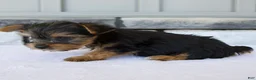 Yorkshire Terrier dogs for sale: Porker - Ad 4
