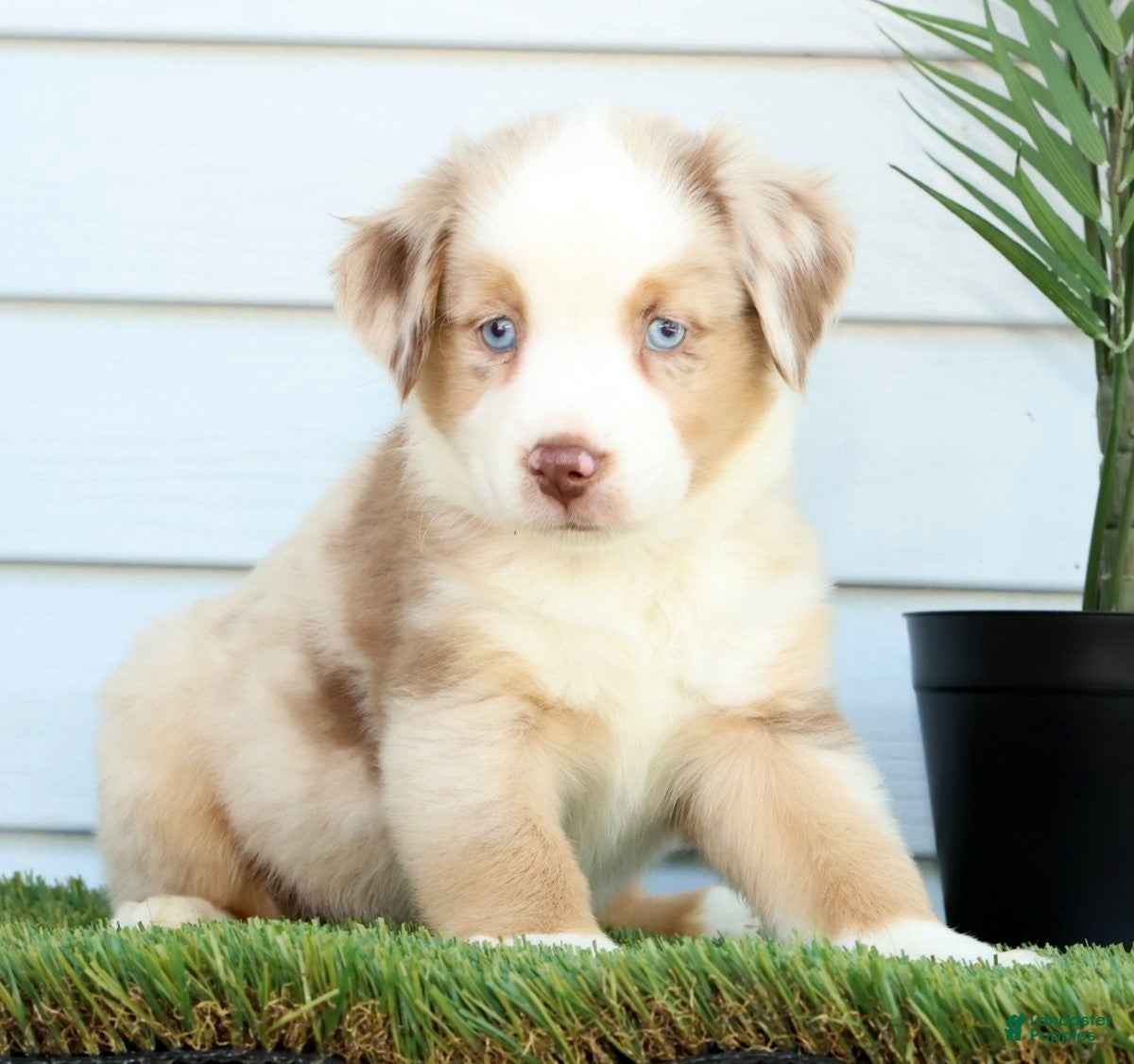 Miniature Australian Shepherd dogs Tulip - Ad 2