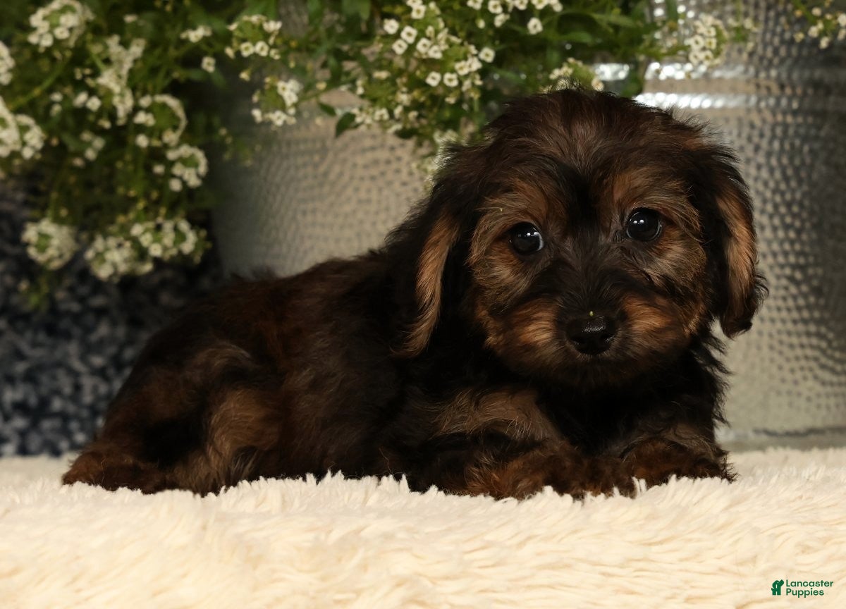 Yorkiepoo dogs Urban - Ad 1