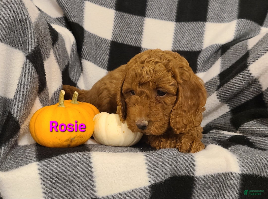 Cockapoo dogs for sale: Remington - Ad 10