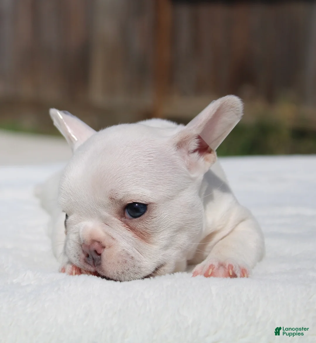 French Bulldog dogs for sale: French Bulldog Puppy 2 - Ad 2
