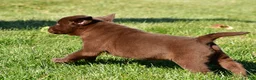 Labrador Retriever dogs for sale: Libby - Ad 11