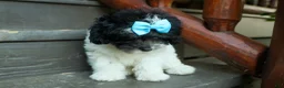 Cavapoo dogs for sale: Remi 🩷 - Ad 15