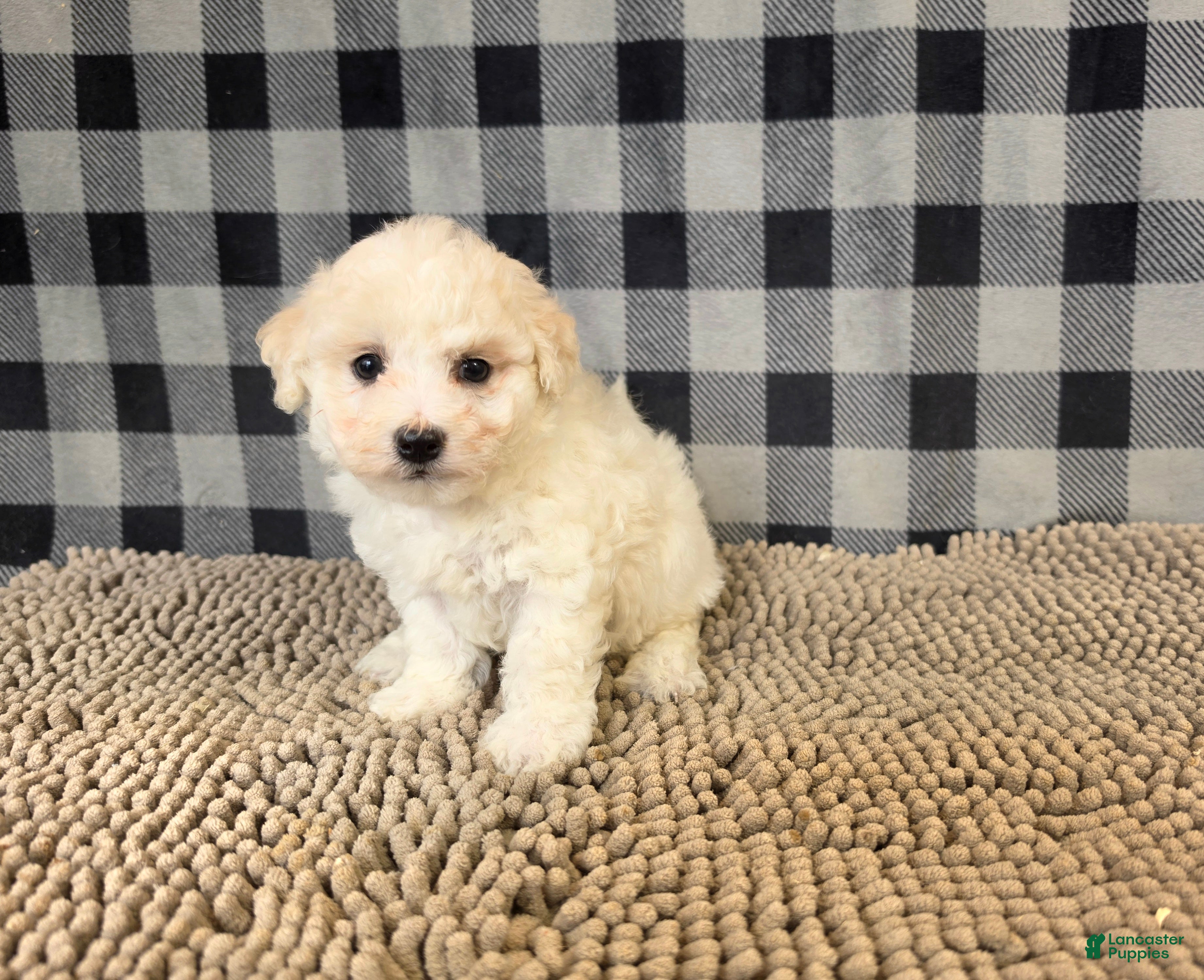 Bichon Frise dogs for sale: Len - Ad 2