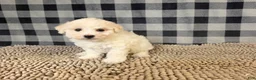 Bichon Frise dogs for sale: Len - Ad 2