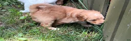 Aussiedoodle dogs for sale: Coach - Ad 5