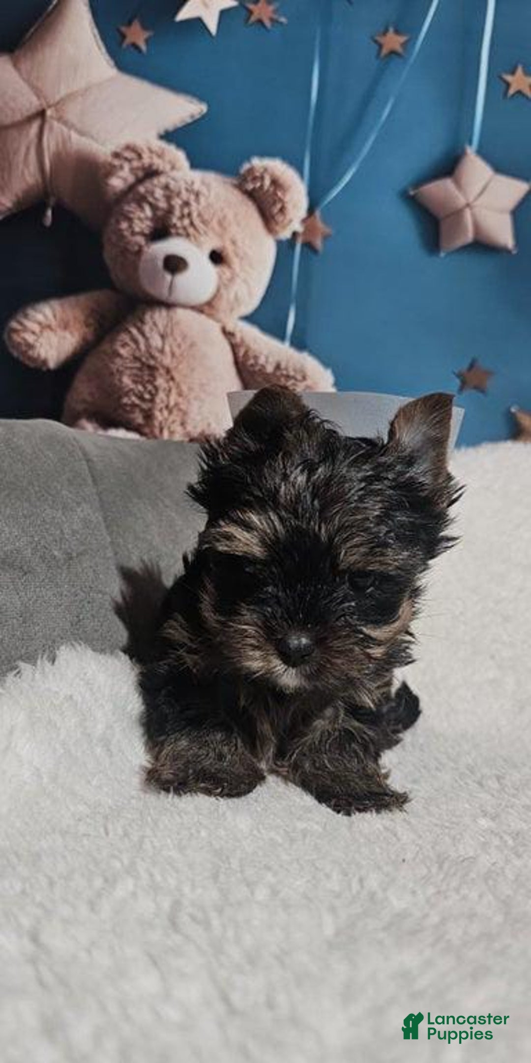 Yorkshire Terrier dogs for sale: Calvin - Ad 1