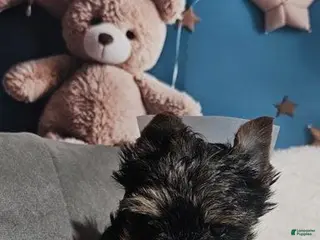 Yorkshire Terrier dogs Calvin - Ad 2