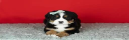 Bernese Mountain Dog dogs for sale: Maple  - Ad 2