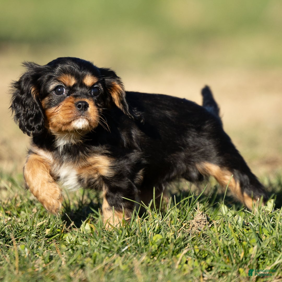 Cavalier King Charles Spaniel dogs for sale: Atticus - Ad 7