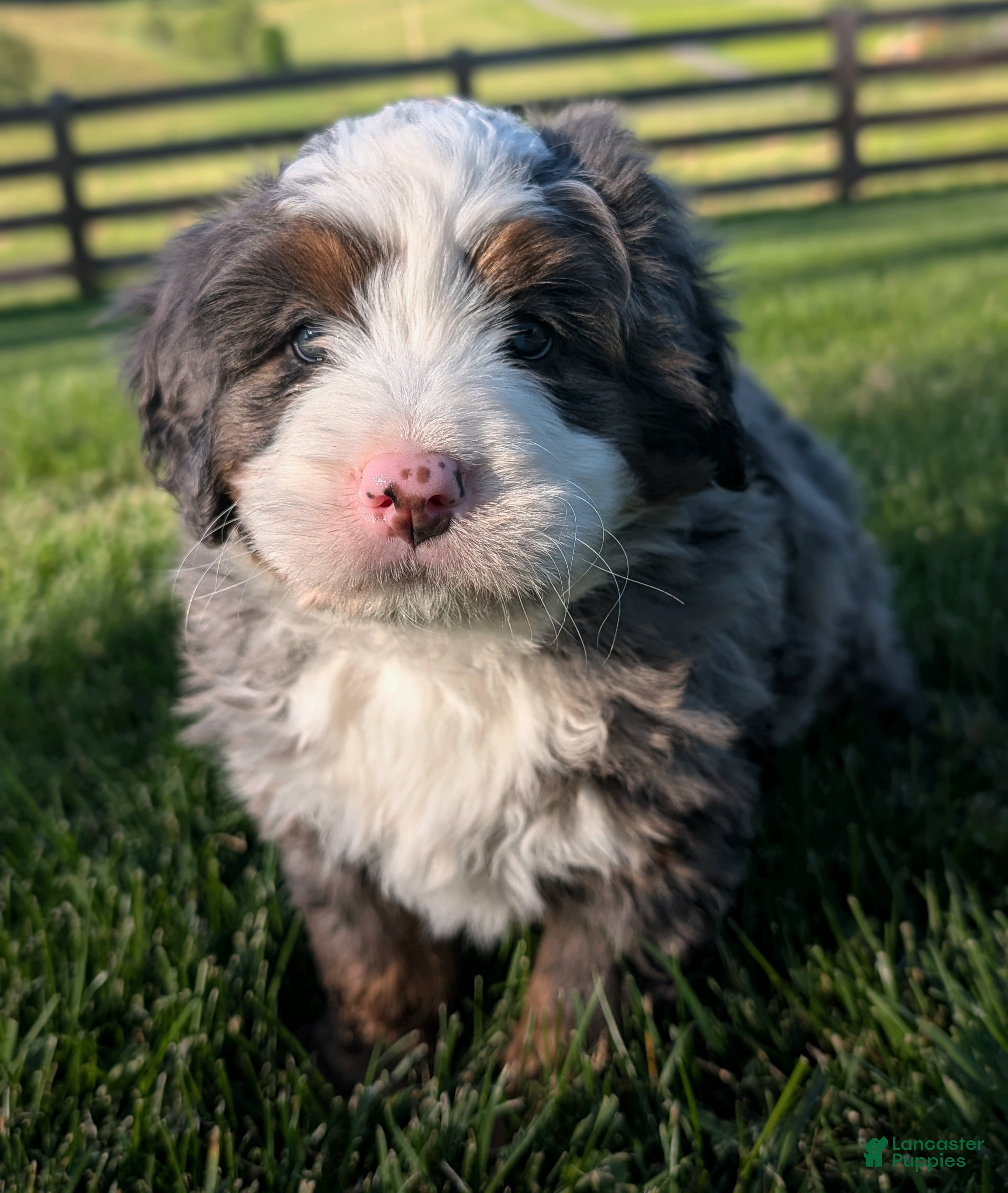 Bernedoodle dogs for sale: Spencer - Ad 5