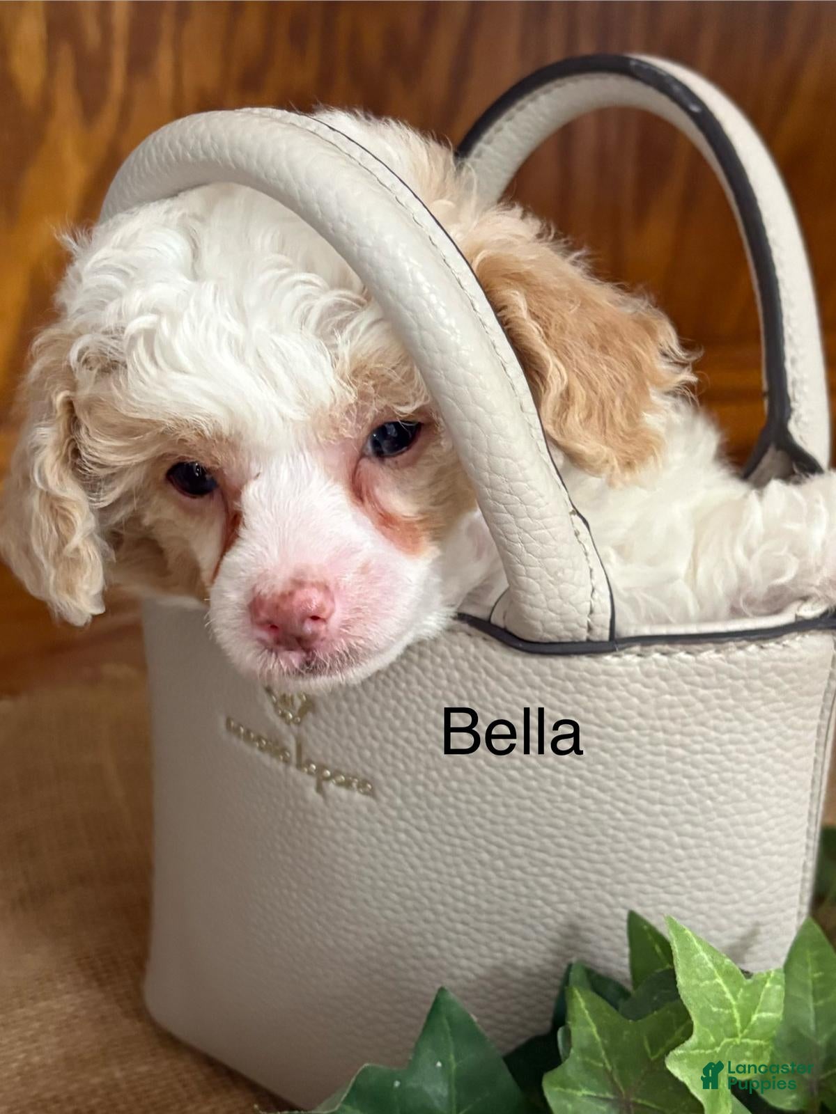 Miniature Poodle dogs Bella - Ad 29