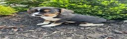 Mixed Breed dogs for sale: Dolly - Ad 7