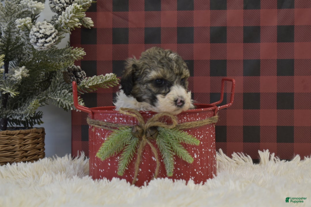 Miniature Poodle dogs for sale: Maverik - Ad 3