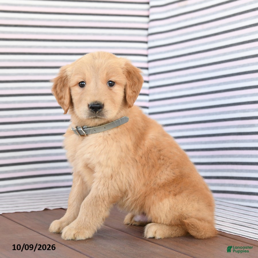 Golden Retriever dogs Jack  - Ad 2