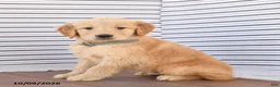 Golden Retriever dogs for sale: Jack  - Ad 2