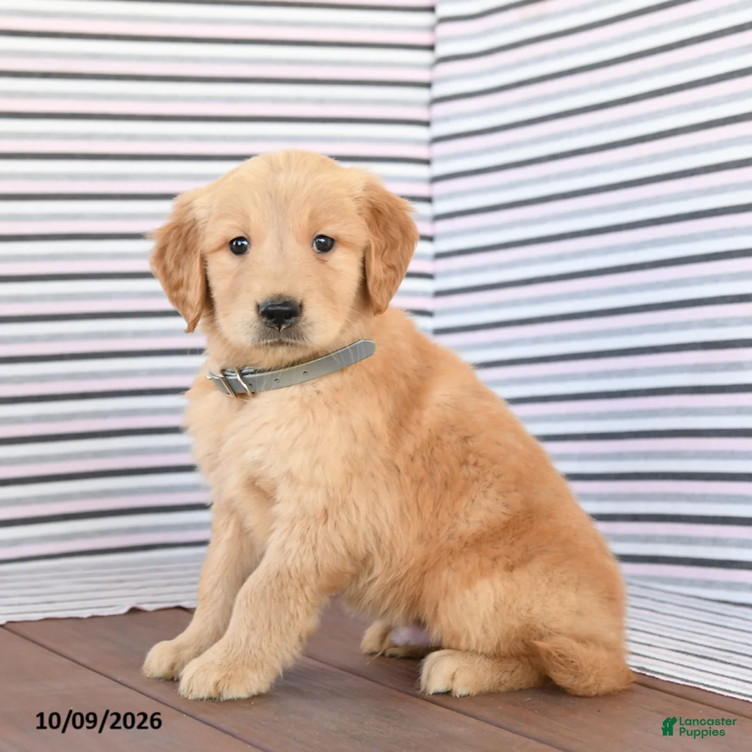 Golden Retriever dogs for sale: Jack  - Ad 2