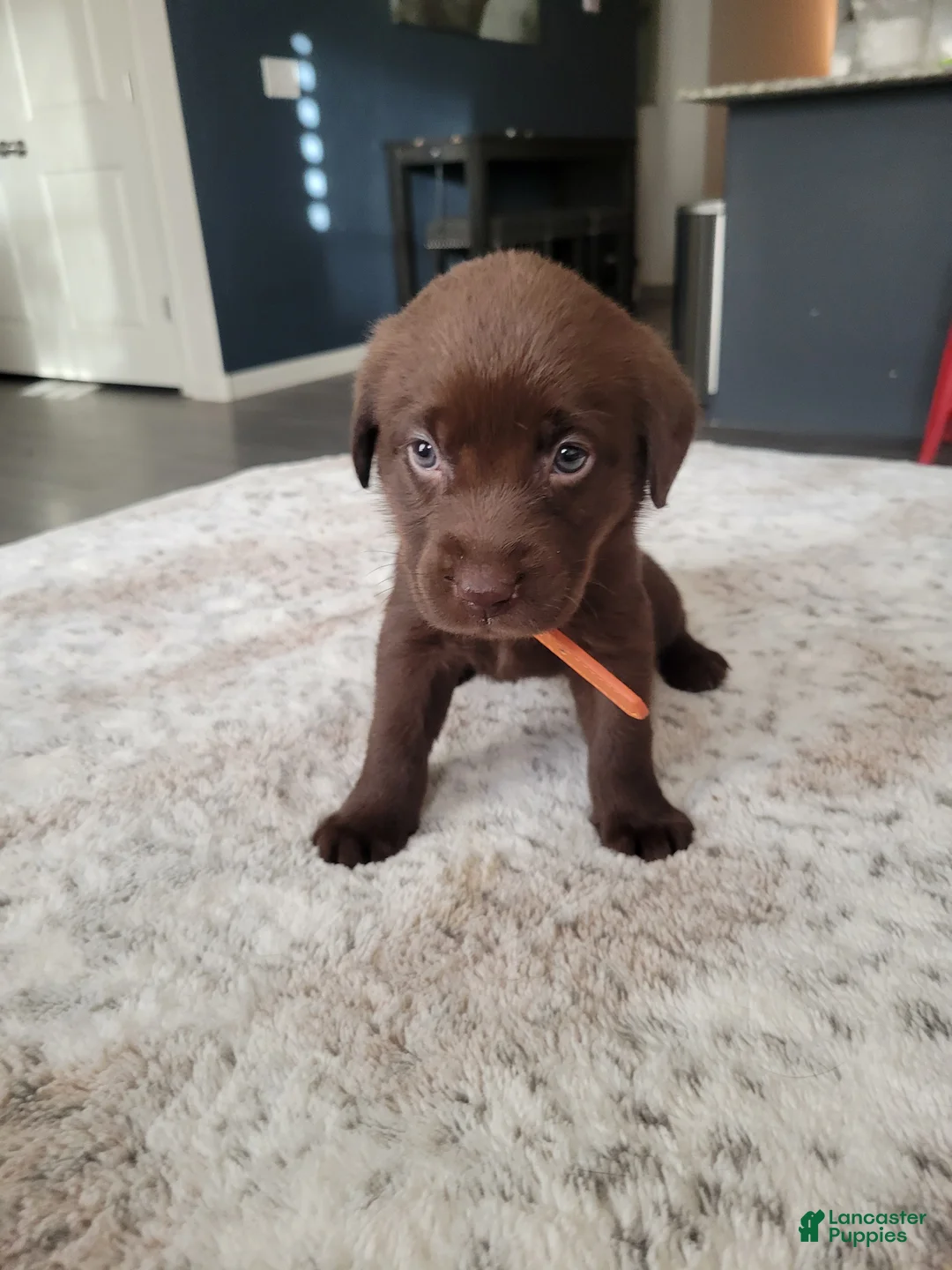 Labrador Retriever dogs for sale: Labrador Retriever Puppy 6 - Ad 2