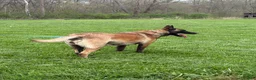 Belgian Malinois dogs for sale: Belle - Ad 3