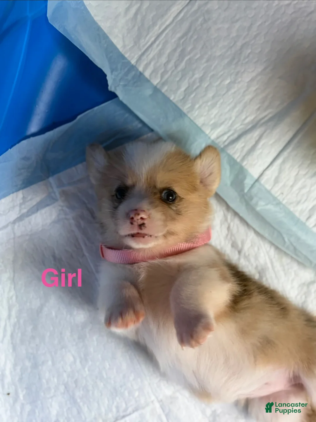 Welsh Corgi Pembroke dogs for sale: Peach - Ad 2