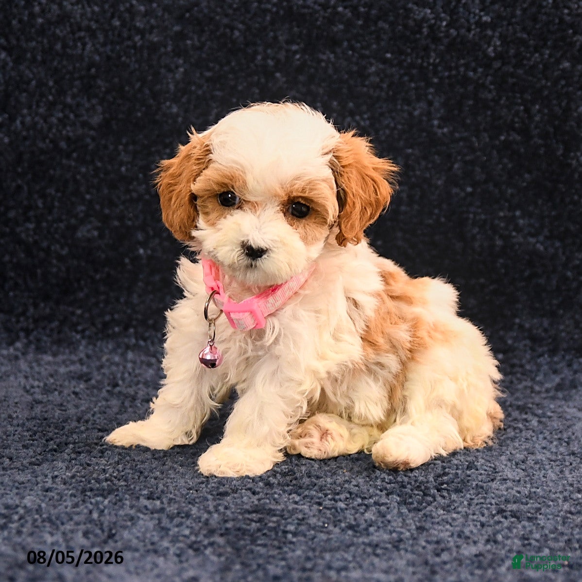 Cavapoo dogs Inessa - Ad 2