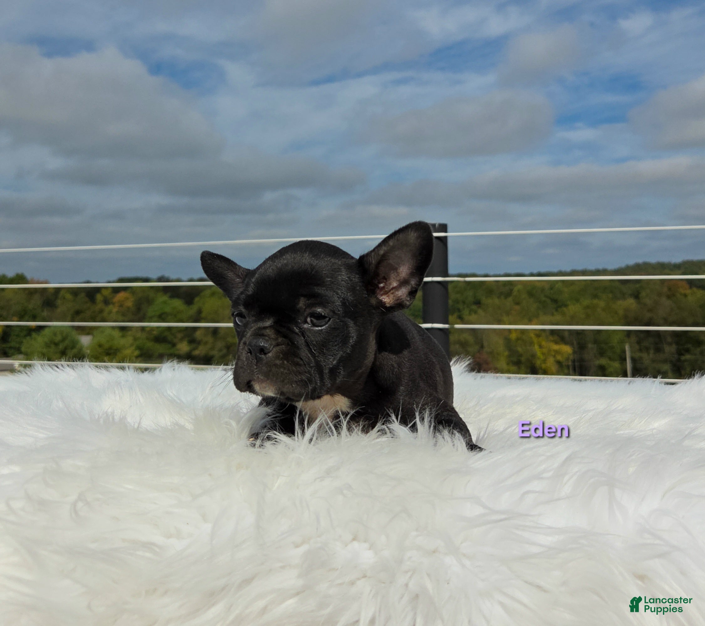Frenchton dogs Eden - Ad 1