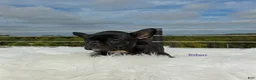 Frenchton dogs for sale: Eden - Ad 1