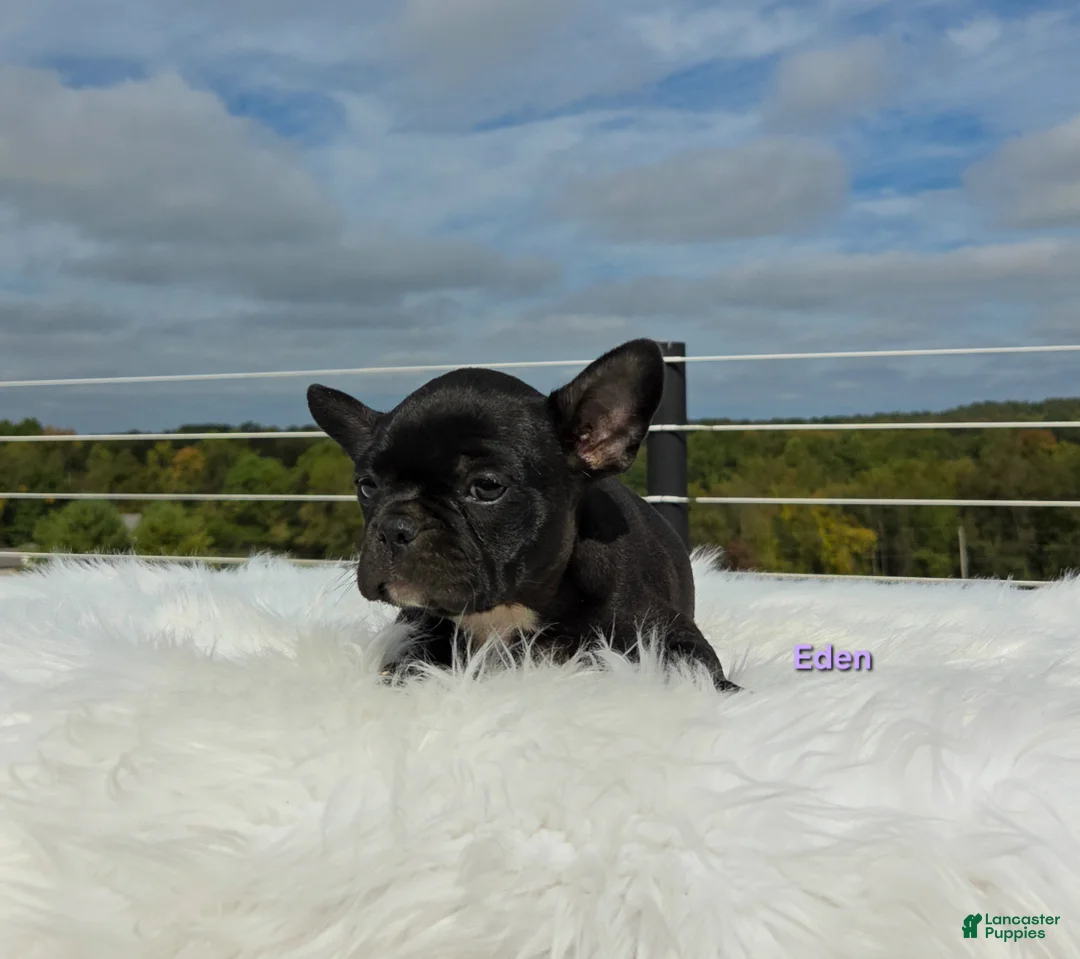 Frenchton dogs for sale: Eden - Ad 1