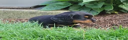 Miniature Dachshund dogs for sale: Vivian  - Ad 43