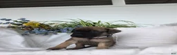 English Mastiff dogs for sale: Jeremy - Ad 3
