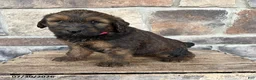 Whoodle dogs for sale: Moose - Ad 3
