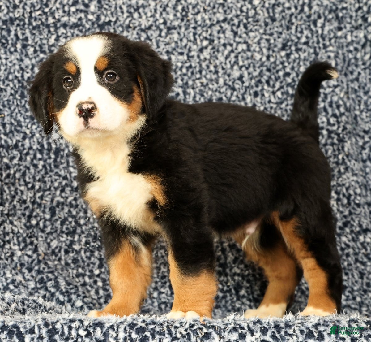 Bernese Mountain Dog dogs Chevy - Ad 2