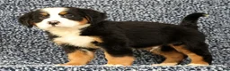 Bernese Mountain Dog dogs for sale: Chevy - Ad 2