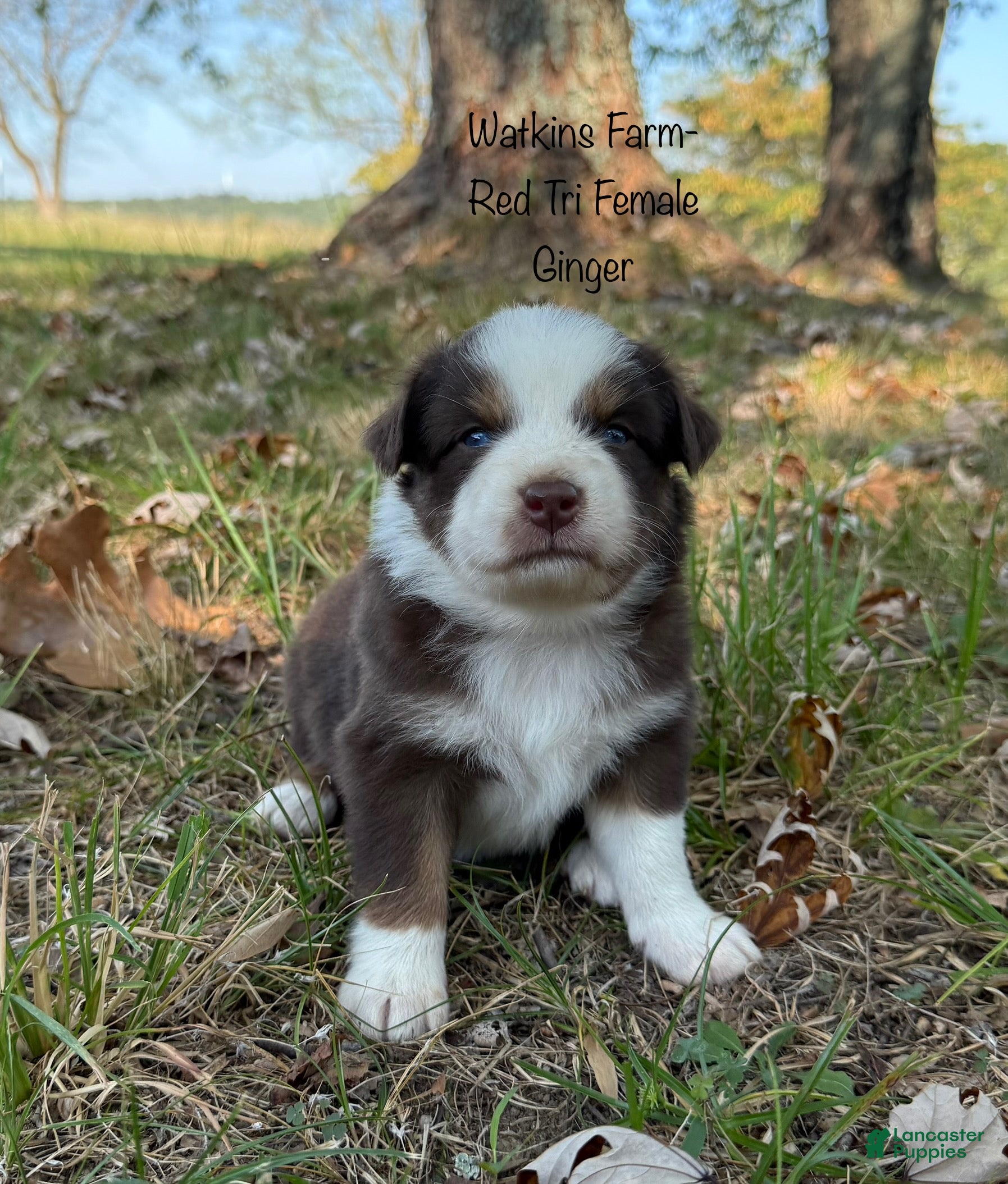Australian Shepherd dogs Ginger  - Ad 1