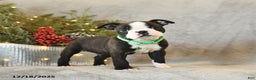Boston Terrier dogs for sale: Skipper - Ad 2